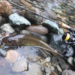 ダートマジックで尺イワナ ～九頭竜川水系～